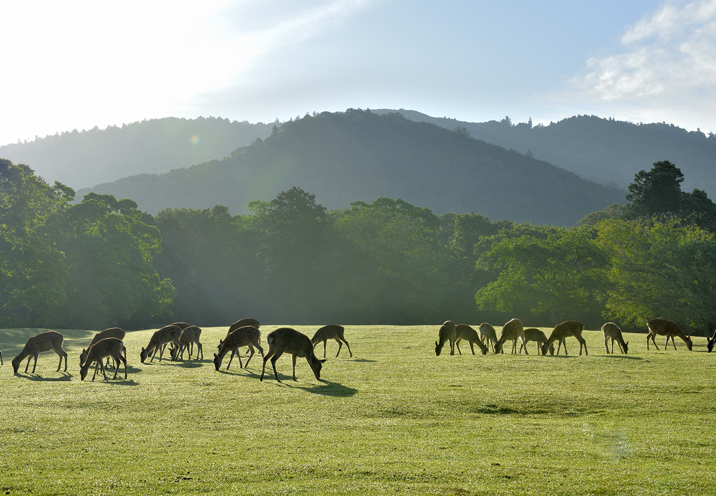 初夏の飛火野（撮影：桑原英文）